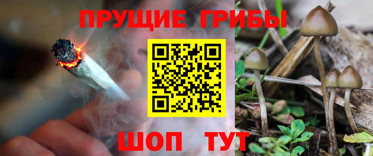 Псилоцибиновые грибы мицелий Борзя