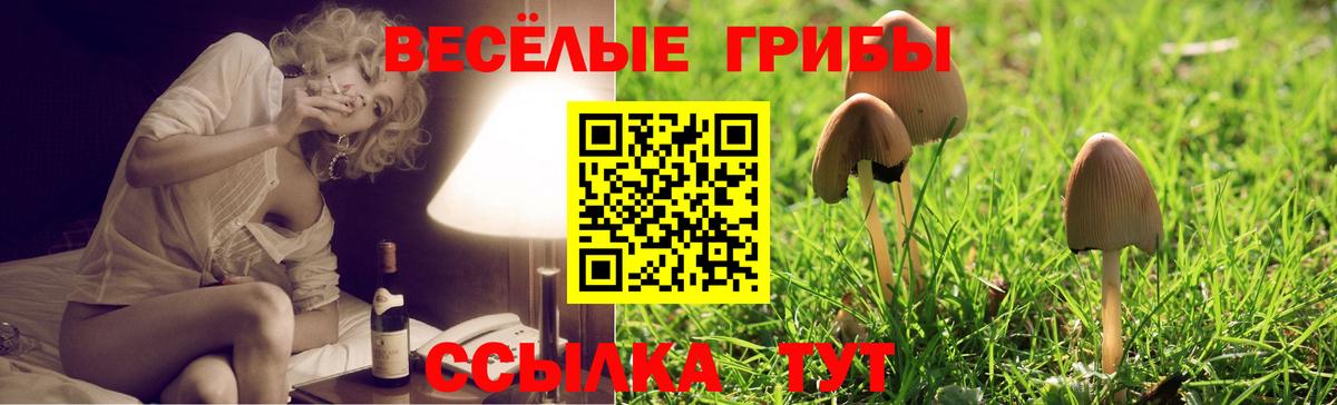 Борзя  Псилоцибиновые грибы Psilocybine cubensis  Вход с VPN 